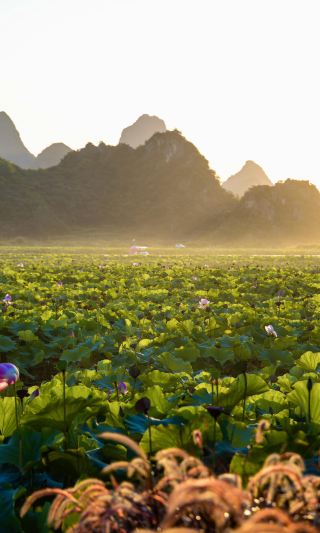 普者黑で詩のような美景に出会う