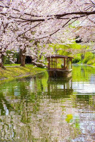 일반적인 여행과는 다릅니다! 아라시야마 관광과 수제 초밥을 한 번에 즐겨보세요!
