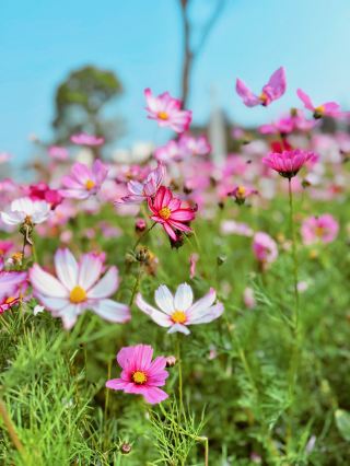 Ningde · Nan'an Park | The Gesang Flowers Are Blooming