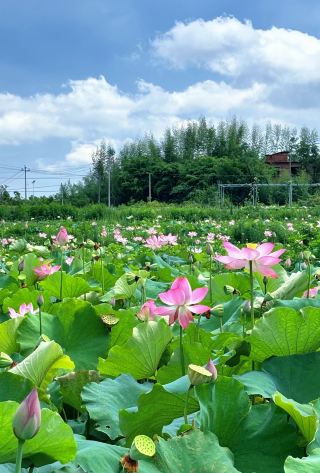 《2025永州の蓮鑑賞完全ガイド》今すぐチェックして保存しよう