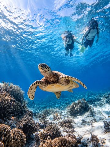 🌊 Hidden Gem in Okinawa | Snorkeling Encounters with Sea Turtles
