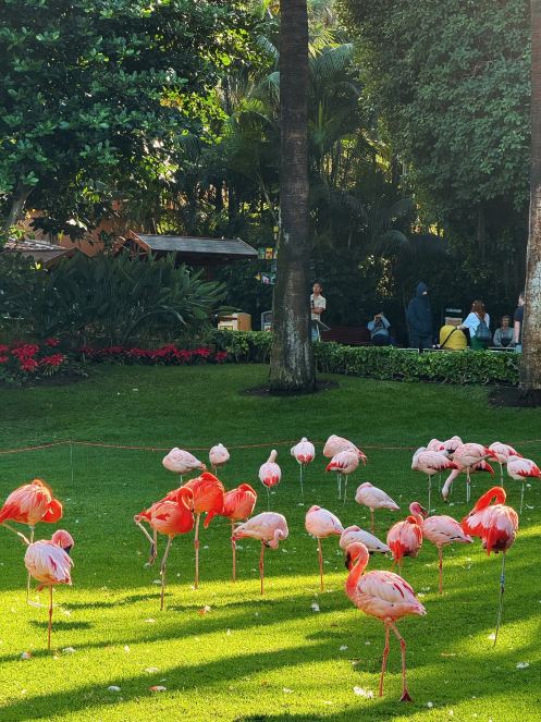Parrot Park adalah tempat yang wajib dikunjungi nomor 1 di Tenerife, sebuah kerajaan hewan di hutan hujan.