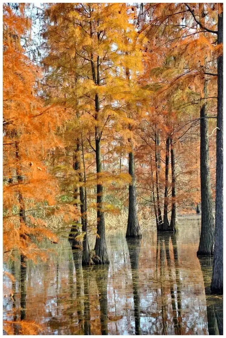 I always thought Liuhe only had the Pond Cypress Lake Water Forest! I never imagined that within Chengqiao Subdistrict, there was also the Lianshan Bashang Grassland. This hidden gem of a self-driving route in autumn is truly amazing!
