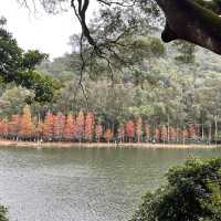 春日郊遊流水響❤️超令紅葉🍁😗情侶💑郊遊必去