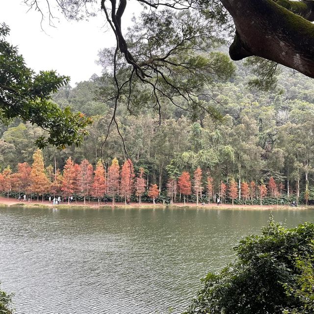 春日郊遊流水響❤️超令紅葉🍁😗情侶💑郊遊必去