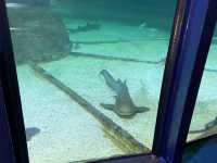 Amazing Animals at Ocean Park Hong Kong! 