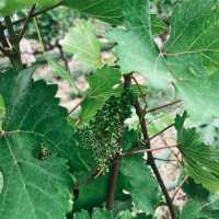 ทัวร์ไร่องุ่นท่ามกลางบรรยากาศดีๆที่เขาใหญ่ 🍇🌳