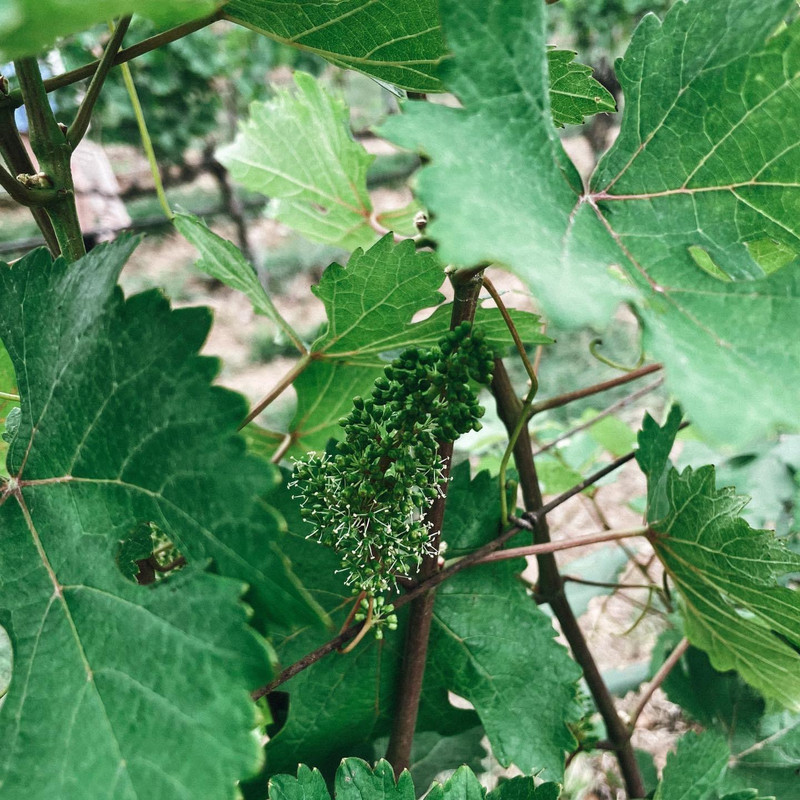 ทัวร์ไร่องุ่นท่ามกลางบรรยากาศดีๆที่เขาใหญ่ 🍇🌳 อำเภอ ปากช่อง