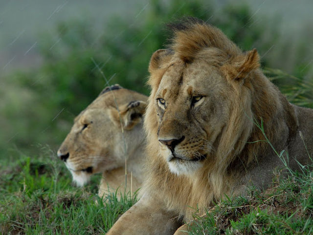 東非masai Mara 帳幕酒店動物大遷徙