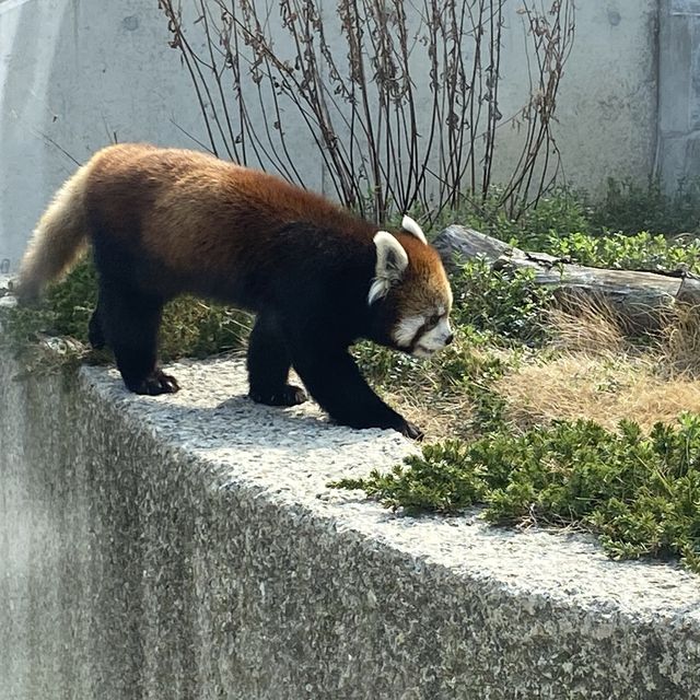 名古屋必去 - 東山動植物園！還有遊樂場！