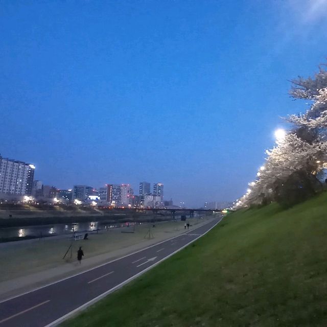 2023년 3월  안양천벚꽃 