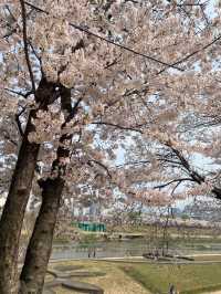 봄을 제대로 느낄 수 있는 벚꽃맛집 안양천🌸💗