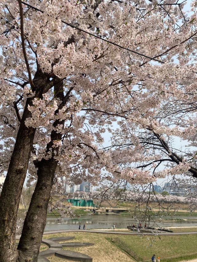 봄을 제대로 느낄 수 있는 벚꽃맛집 안양천🌸💗