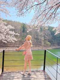 인정할 수 밖에 없는 용인 벚꽃뷰 카페 🌸