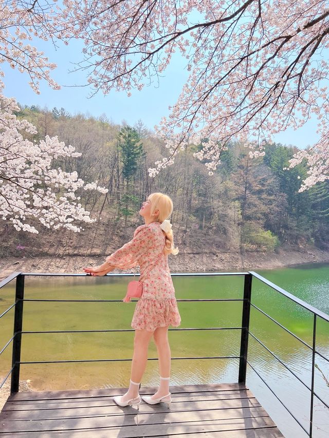 인정할 수 밖에 없는 용인 벚꽃뷰 카페 🌸