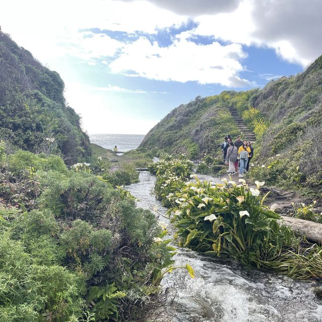 Beautiful valley of flower 