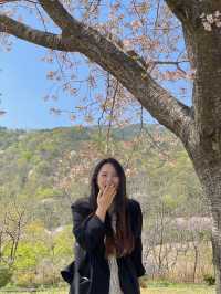 김해 벚꽃 명소, SNS 핫플 가야랜드🎡
