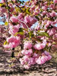 경주 불국사 겹벚꽃🌸엔딩은 이제 시작🩷
