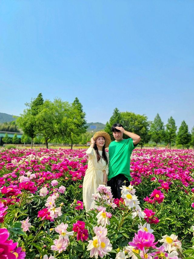 지금 만개한 작약꽃 즐기기! 합천 핫들생태공원🌺