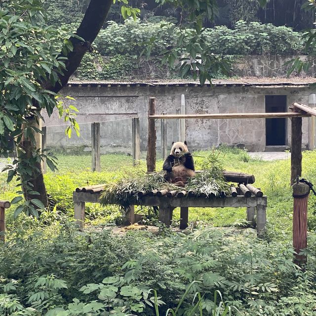包羅萬有的重慶動物園