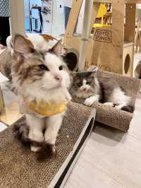 〖 韓国・明洞〗明洞の猫カフェが復活‼︎🐈　時間無制限でゆっくり過ごせます🙌🏻