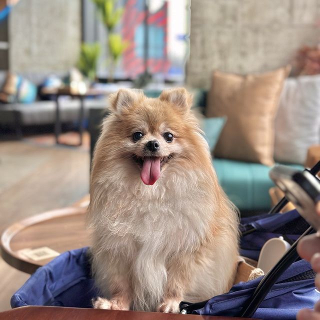 上環寵物友善餐廳🐶打卡酒吧cafe 