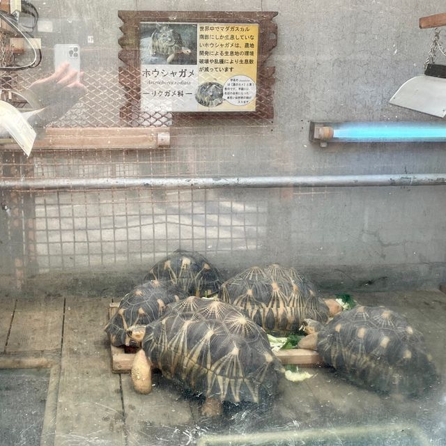 見所たくさん♪熱川バナナワニ園🐊