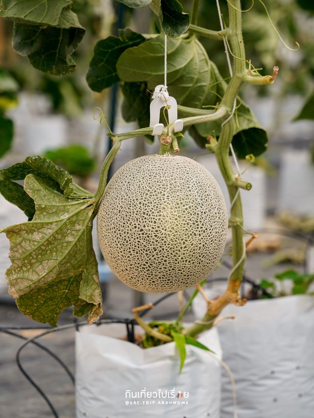 พาเก็บเมล่อนญี่ปุ่นที่ไร่สิงห์ปาร์ค🍈🍈🍈