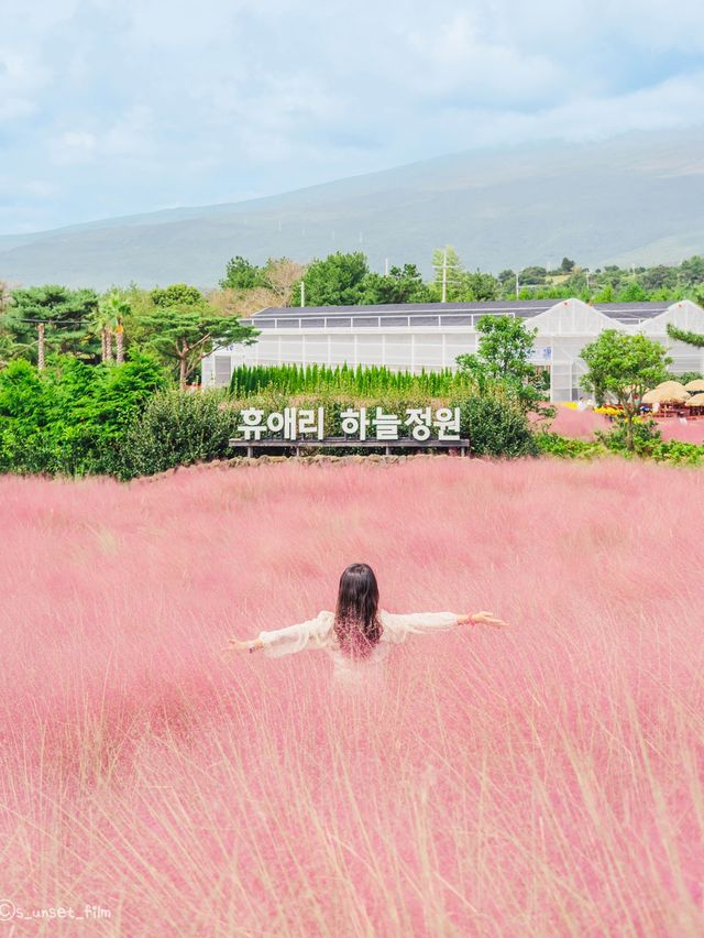🎀가을 아름다운 분홍빛의 꽃 천국 [제주, 휴애리자연생활공원] 🍁