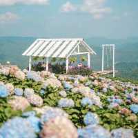 🌷ไฮเดรนเยียซัง เชียงราย 𝐻𝓎𝒹𝓇𝒶𝓃𝑔𝑒𝒶 𝓈𝒶𝓃
