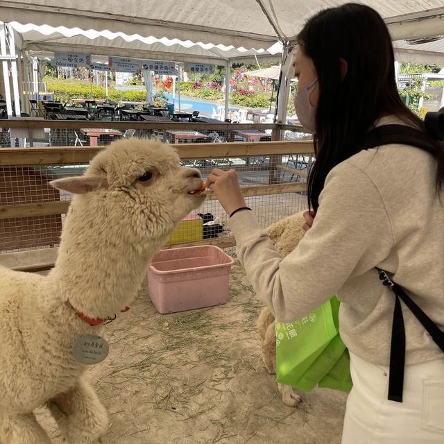 新年親親羊駝🦙羊咩咩🐑兔兔🐰❤️🍊