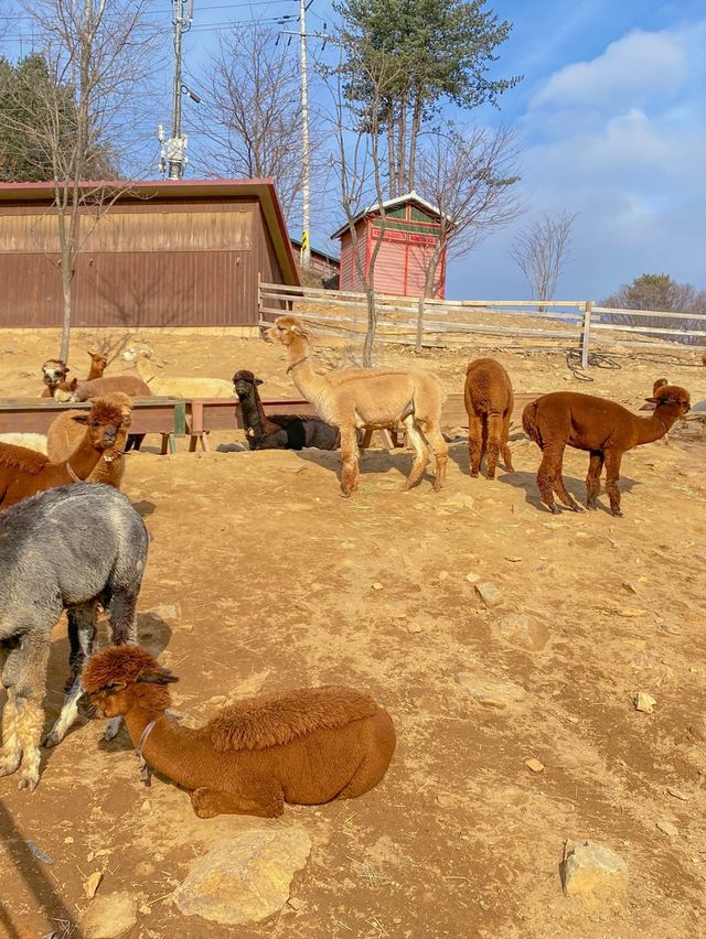 홍천 여행 코스 📍알파카월드 🦙