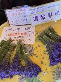 【北海道】札幌から日帰りも◎富良野のラベンダー畑へ