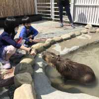 墾丁鹿ㄦ島水豚生態園區Paradise of capybara