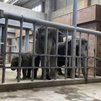 名古屋必去 - 東山動植物園！還有遊樂場！
