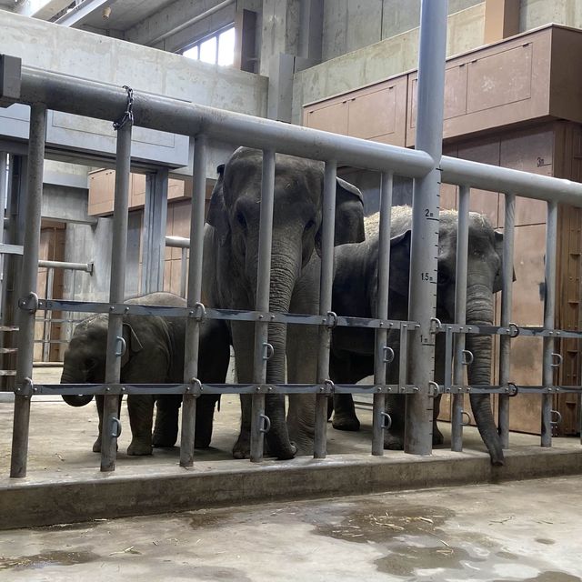 名古屋必去 - 東山動植物園！還有遊樂場！