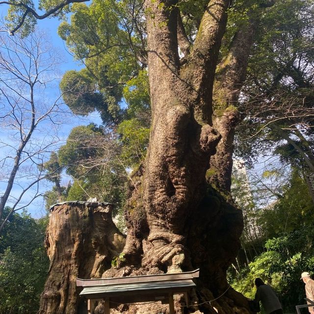 熱海＆伊豆観光