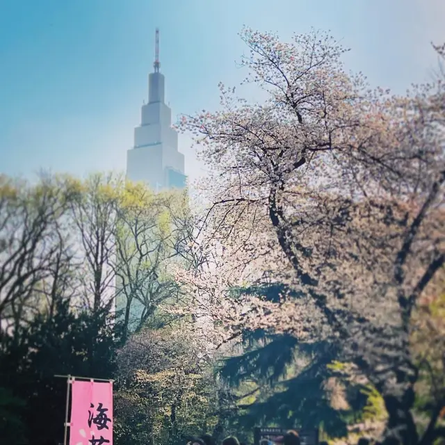 新宿御苑でお花見🌸