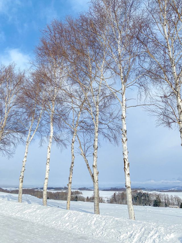 비에이 버스투어의 첫번째 코스, 패치워크로드 ⛄️
