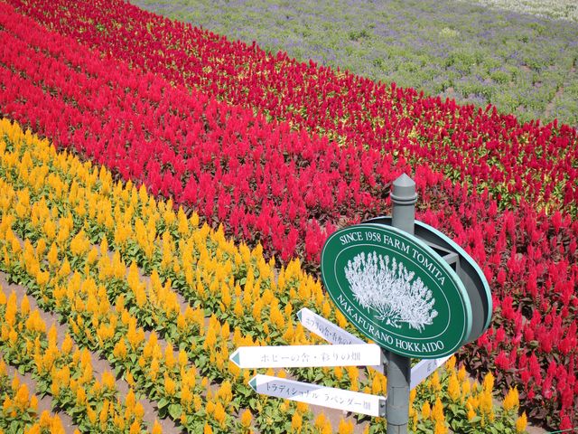 Hokkaido's breathtaking field