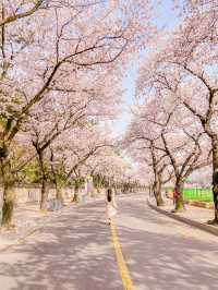 🌸내년에 꼭 가야할 [경주, 벚꽃 모음집]🌺