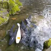 日本的夏天總是那麽的詩情畫意，無數原鄉原味的日本元素編織成日本美麗的夏季。日本人傳統的消夏流水素麵。