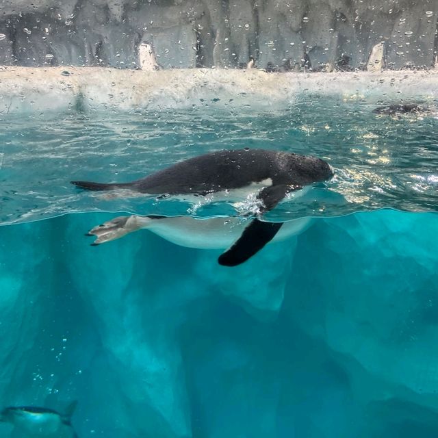 珠海長隆海洋王國之海洋動物
