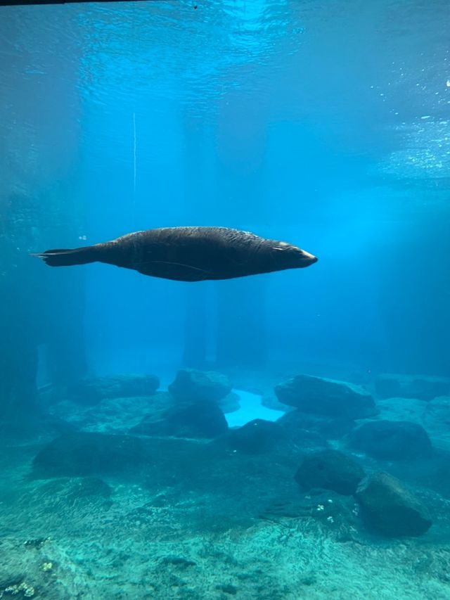 Taronga Zoo🐨 @Sydney🇦🇺