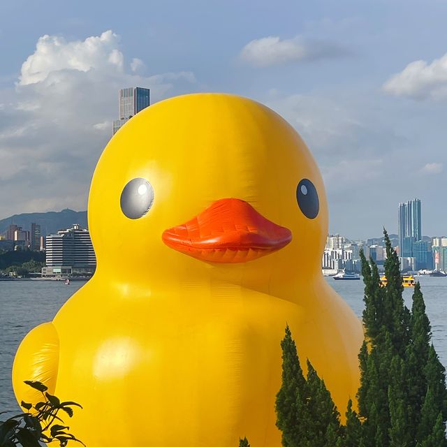 DOUBLE DUCKS橡皮鴨二重奏遊維港藝術展覽打卡