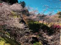 ตะลุยเที่ยวใบไม้เปลี่ยนสีพร้อมซากุระ 2 ฤดู Obara