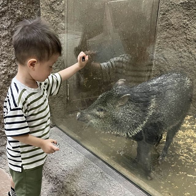 【動物全接觸】神戶動物王國🦚