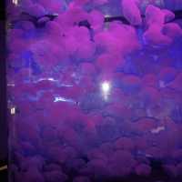 Aquarium of the bay, ซานฟรานซิสโก, อเมริกา