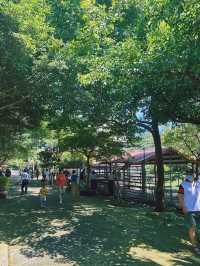 《新北》隱身山區的台菜館 用餐還能逛小型動物園-台灣山豬城