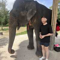 The best day of your life with Elephants 🐘🌿